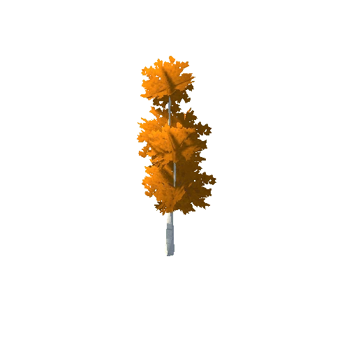 Birch Tree Orange Young 03